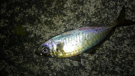 メバルいい感じ!