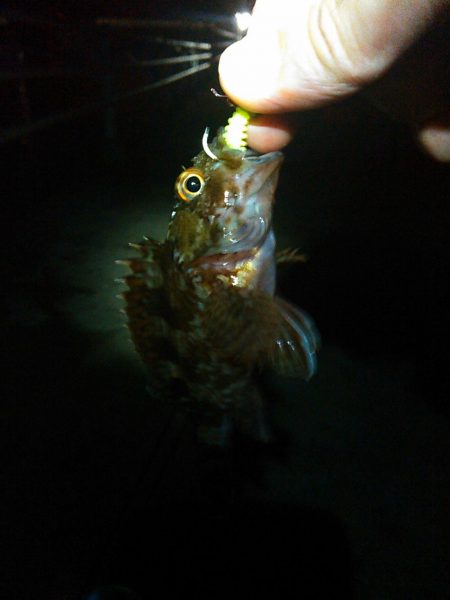 浜名湖 ライトゲーム