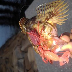 ロックフィッシュ