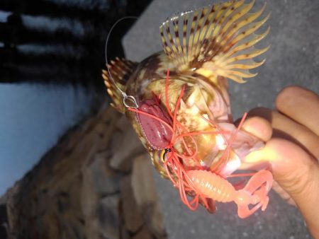 ロックフィッシュ