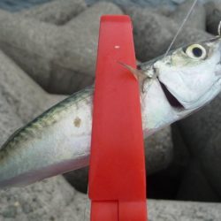 やっと３０ｃｍ超え＾＾；