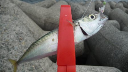 やっと３０ｃｍ超え＾＾；