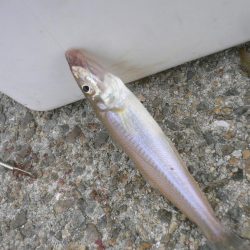 波止は風が強い