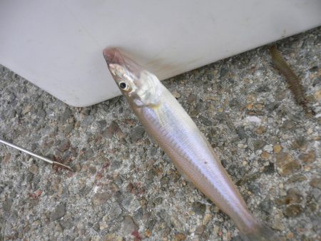 波止は風が強い