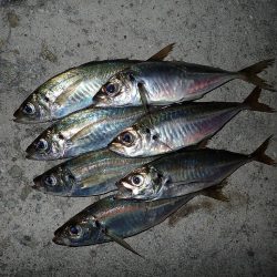 暗くなり始めると気配が急上昇!