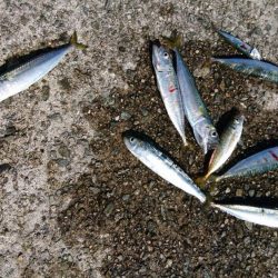 ムコイチ釣行で良型シーバス♪