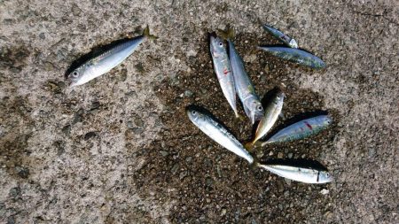 ムコイチ釣行で良型シーバス♪