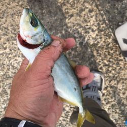 泉南の戻りアジ終了、豆アジだらけ