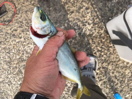 泉南の戻りアジ終了、豆アジだらけ