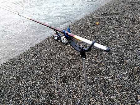 アオリイカは、釣れませんでしたが・・・・・