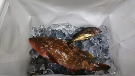 手返し良くアコウを狙う!