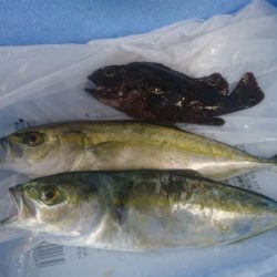 オリジナルルアーテストでハマチ！ツバス　セイゴ　メバル　豆アジ爆釣