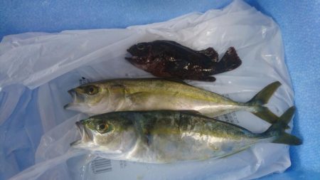 オリジナルルアーテストでハマチ！ツバス　セイゴ　メバル　豆アジ爆釣