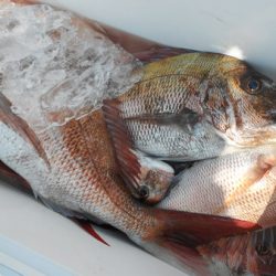 こうゆう丸 釣果