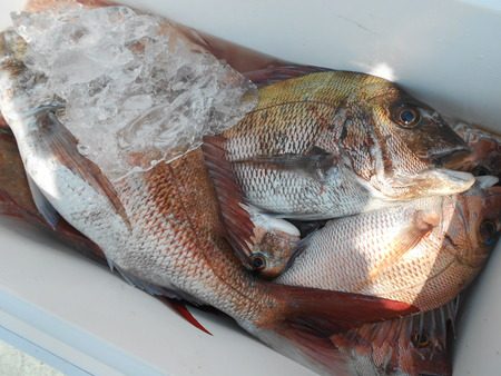 こうゆう丸 釣果