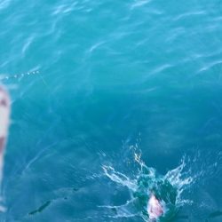 遊漁船 ニライカナイ 釣果