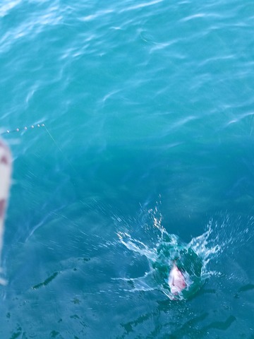 遊漁船 ニライカナイ 釣果