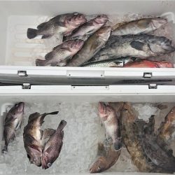 気仙沼　つり丸 釣果