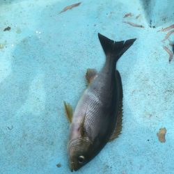 徳島牟岐沖イサキ釣り【きしょう氏連載 vol.10】