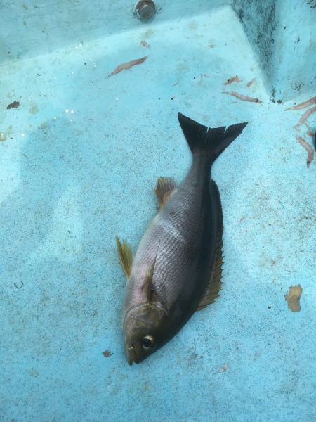 徳島牟岐沖イサキ釣り【きしょう氏連載 vol.10】