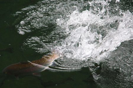 小菅トラウトガーデン 釣果