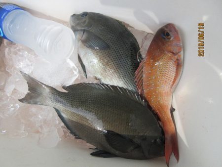 大進丸（新潟） 釣果