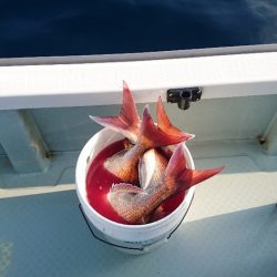 遊漁船ブルーウッズ 釣果