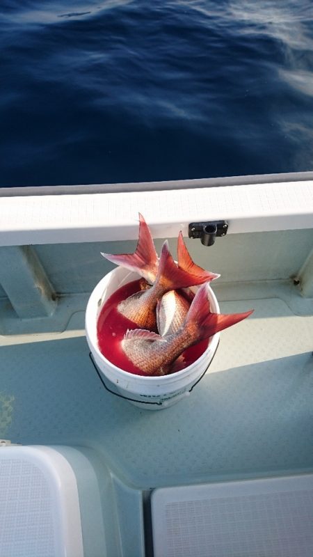 遊漁船ブルーウッズ 釣果