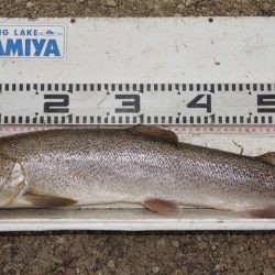 フィッシングレイクたかみや 釣果