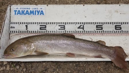 フィッシングレイクたかみや 釣果