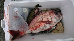 まこと渡船 釣果