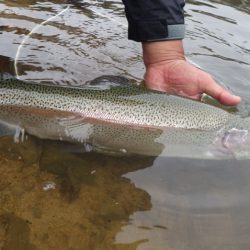 フィッシングレイクたかみや 釣果