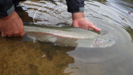 フィッシングレイクたかみや 釣果
