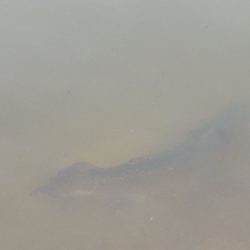 フィッシングレイクたかみや 釣果