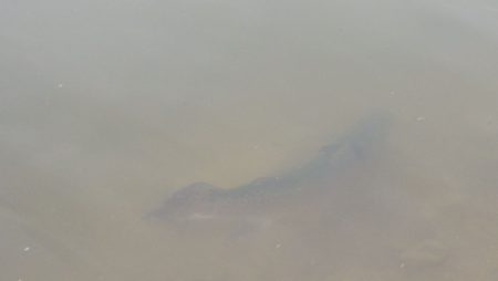 フィッシングレイクたかみや 釣果