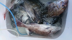 まこと渡船 釣果