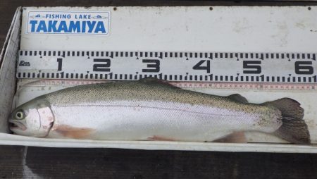 フィッシングレイクたかみや 釣果