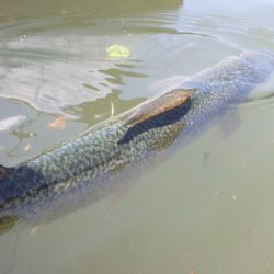 フィッシングレイクたかみや 釣果
