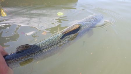 フィッシングレイクたかみや 釣果