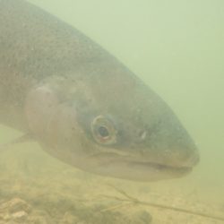 フィッシングレイクたかみや 釣果