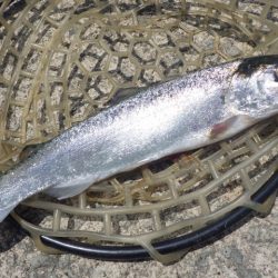 フィッシングレイクたかみや 釣果