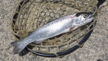 フィッシングレイクたかみや 釣果