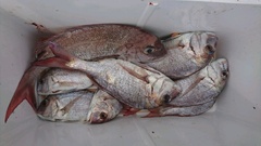 まこと渡船 釣果