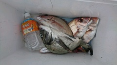 まこと渡船 釣果