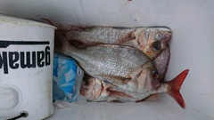 まこと渡船 釣果