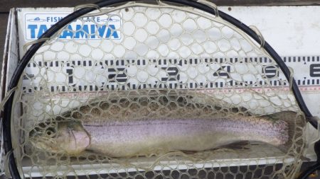 フィッシングレイクたかみや 釣果