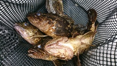 まこと渡船 釣果