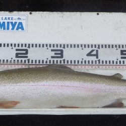 フィッシングレイクたかみや 釣果