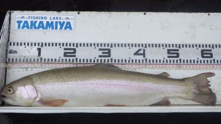 フィッシングレイクたかみや 釣果