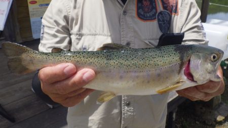 フィッシングレイクたかみや 釣果